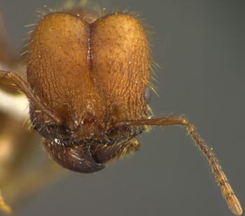 Media type: image;   Entomology 34407 Aspect: head frontal view